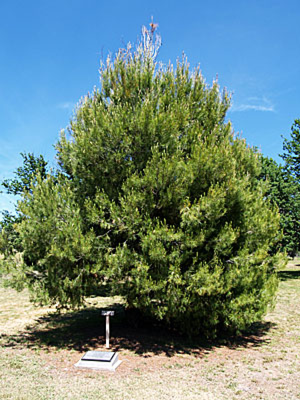 Photograph of Tumut Lone Pines  war memorial