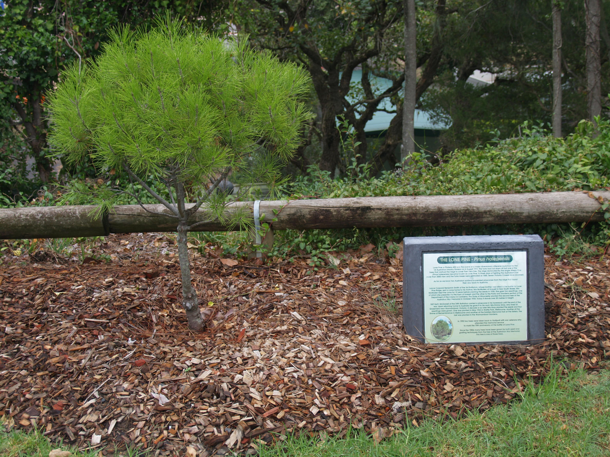 Photograph of Gosford Lone Pine  war memorial