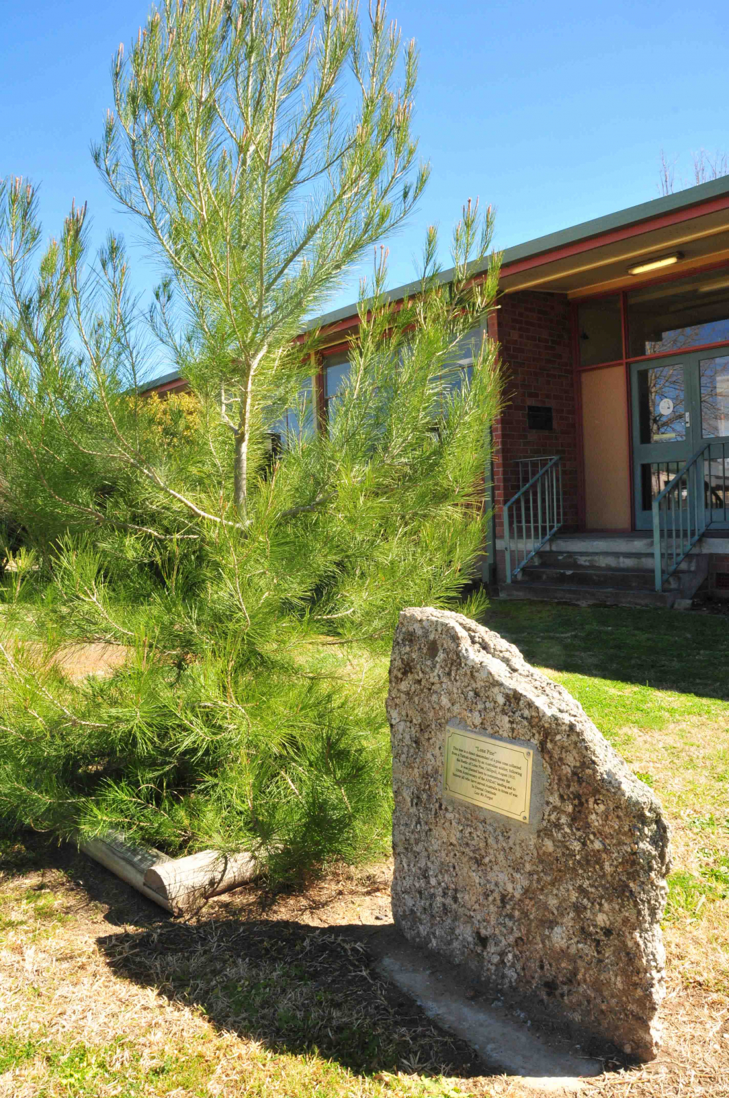 Photograph of Bundarra Central School Lone Pine  war memorial