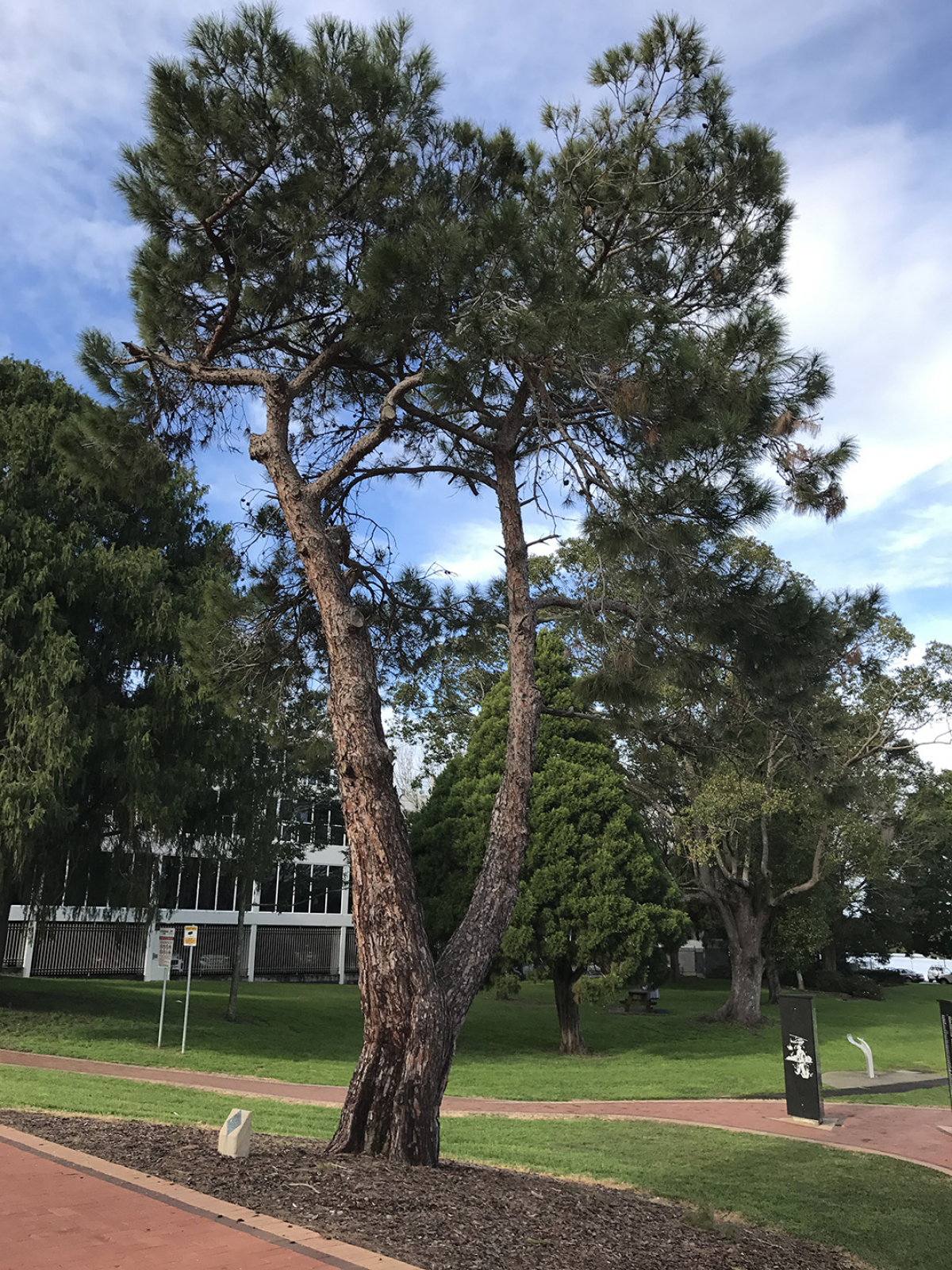Photograph of Fotheringham Park Lone Pine  war memorial