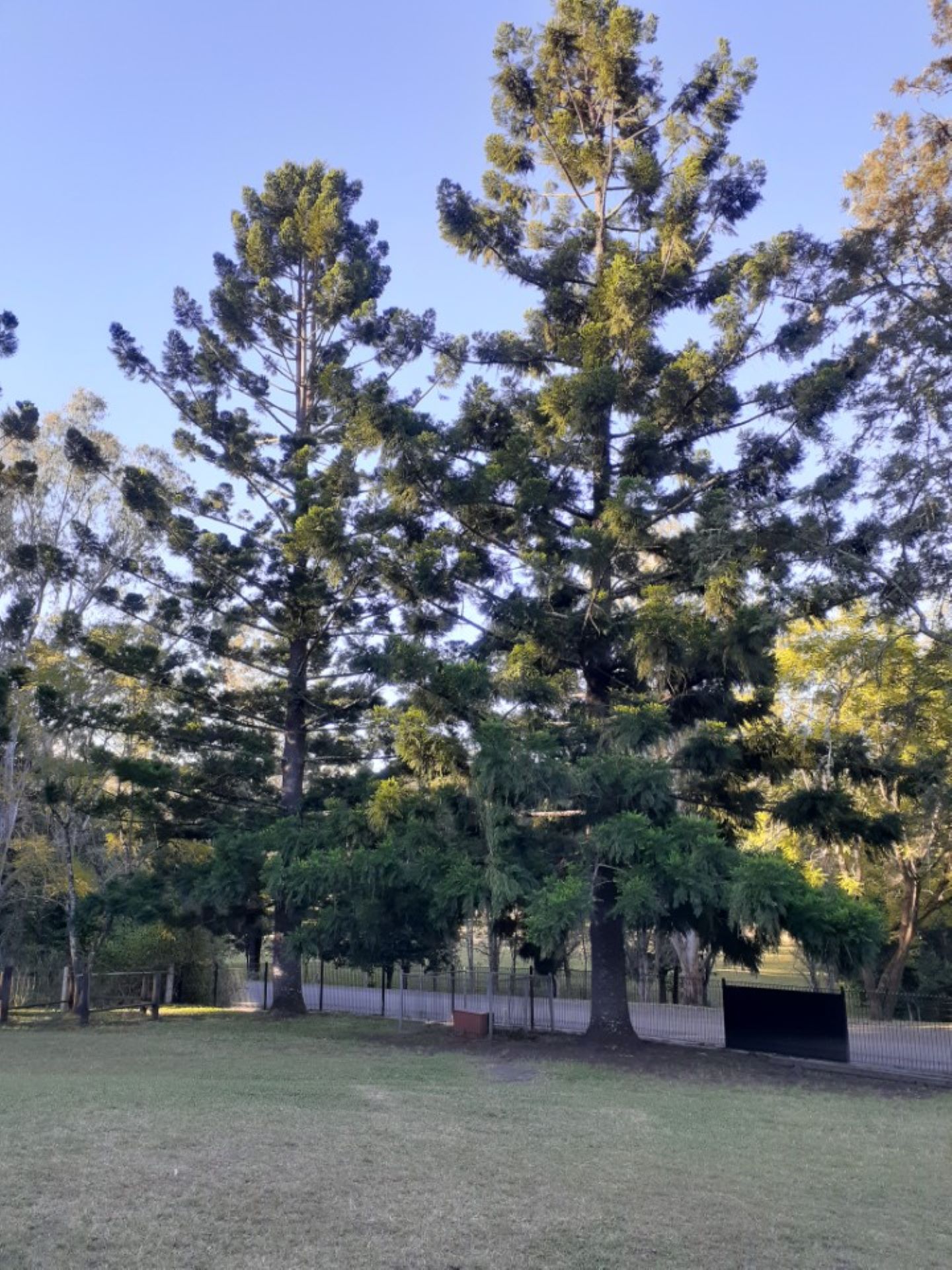 Corporal F.G. Mitchell and Flight Sergeant G.H. Knight Memorial Trees, Jiggi