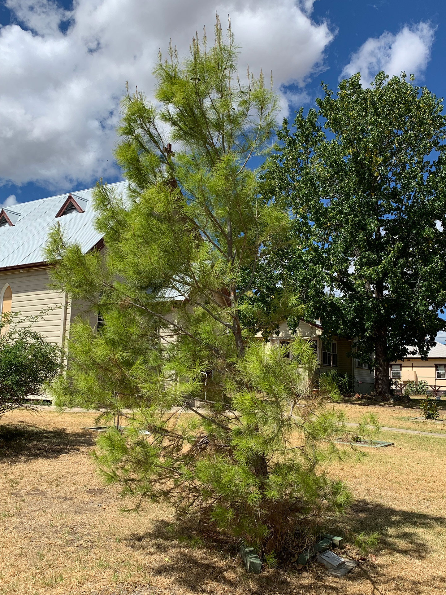 Nundle All Saints' Anglican Church Lone Pine tree, church in background