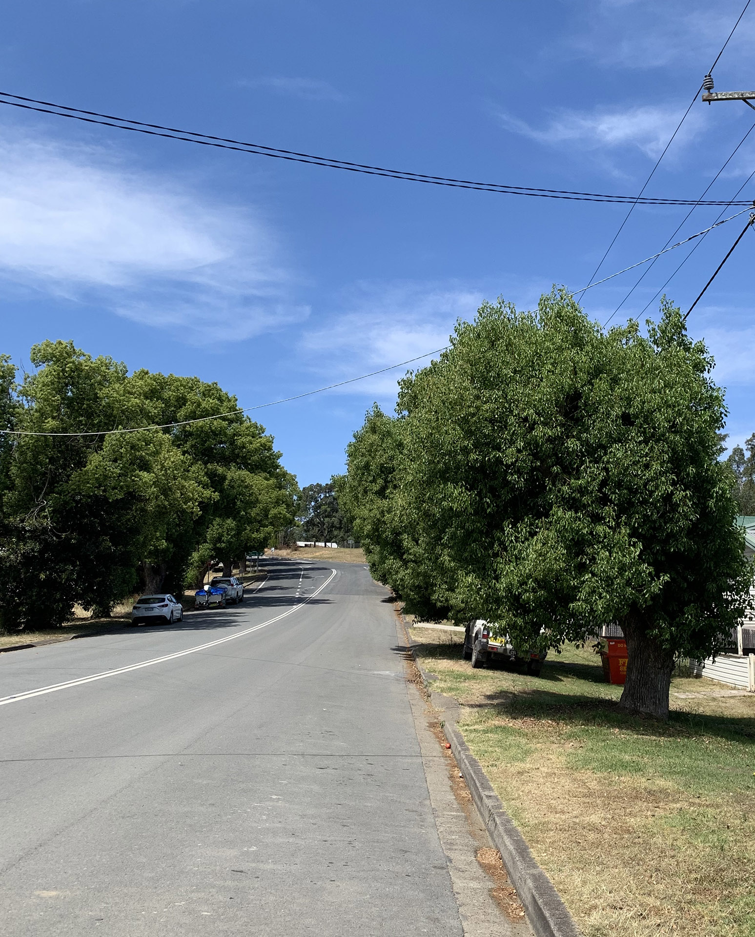 Krambach First World War Memorial Avenue and Honour Roll, trees along the roadside