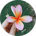 Profile photo of Anqi Wong