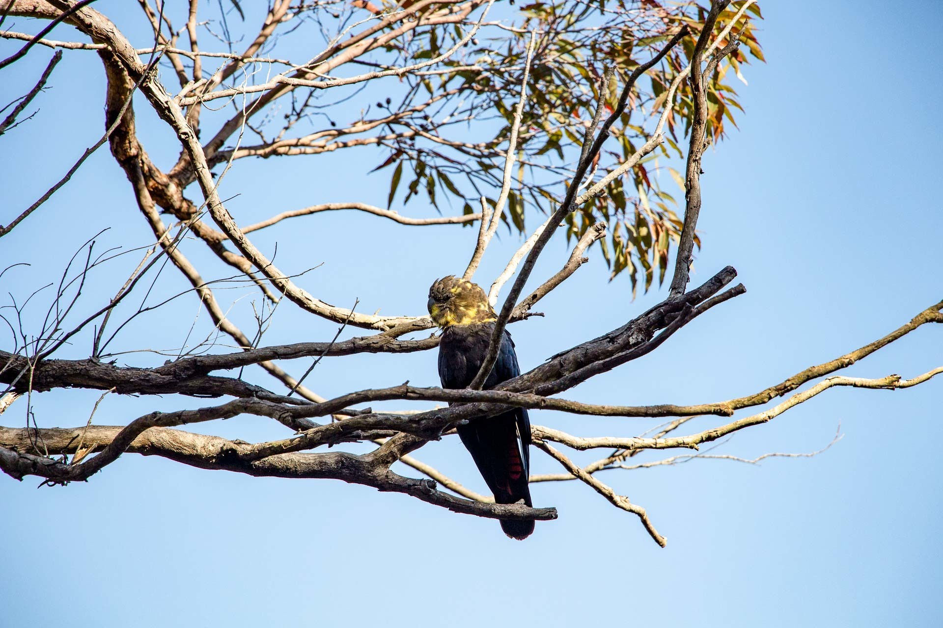 The Annual Aussie Bird Count Starts Next Week - We Are Explorers