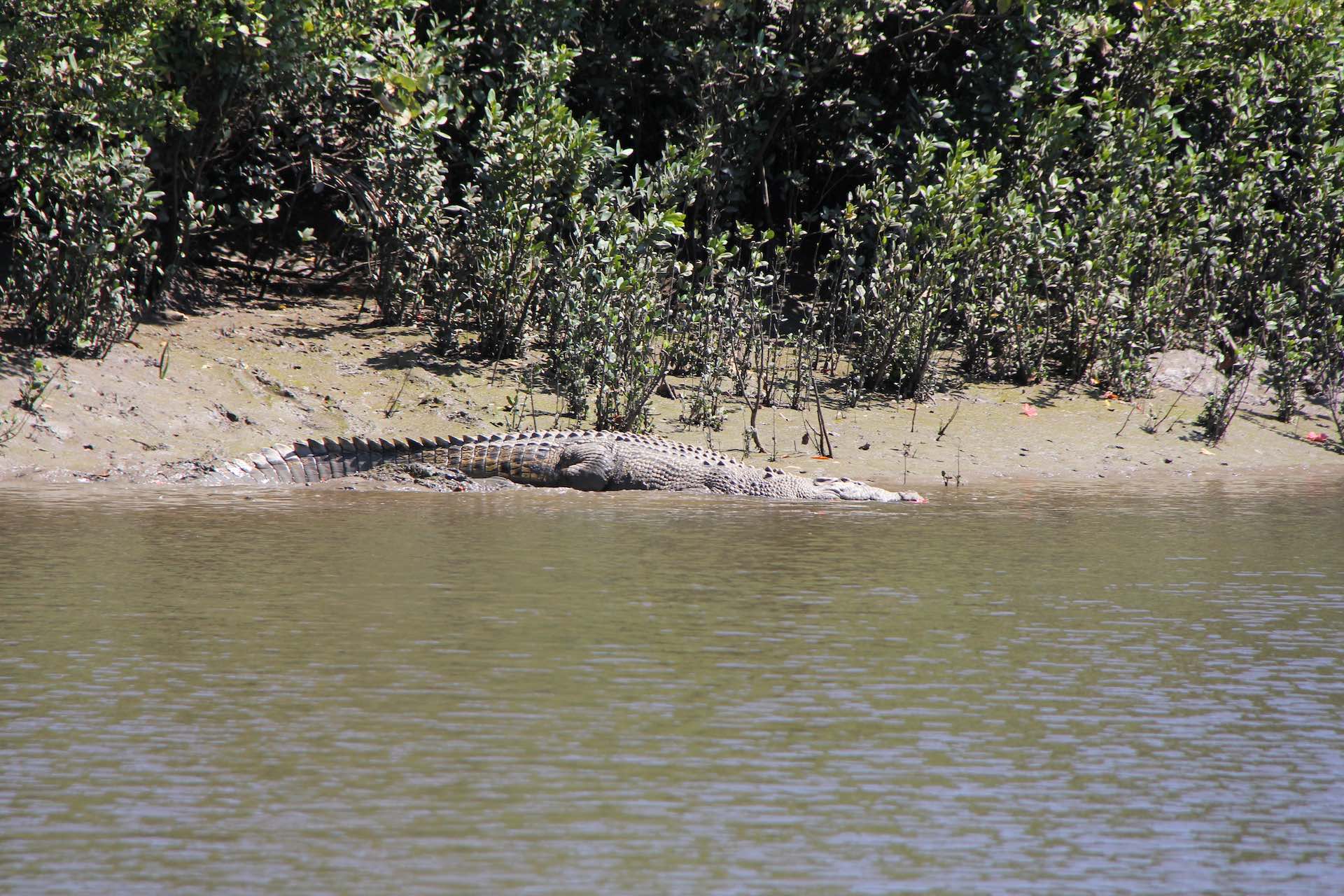 There Have Been Multiple Croc Sightings Near Rockhampton, QLD - We Are ...