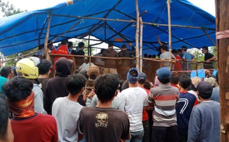 Aktivitas Judi Sabung Ayam Milik Papa Kembar Kebal Hukum, Warga Desak Kapolda Sulteng Segera Bertindak Tegas