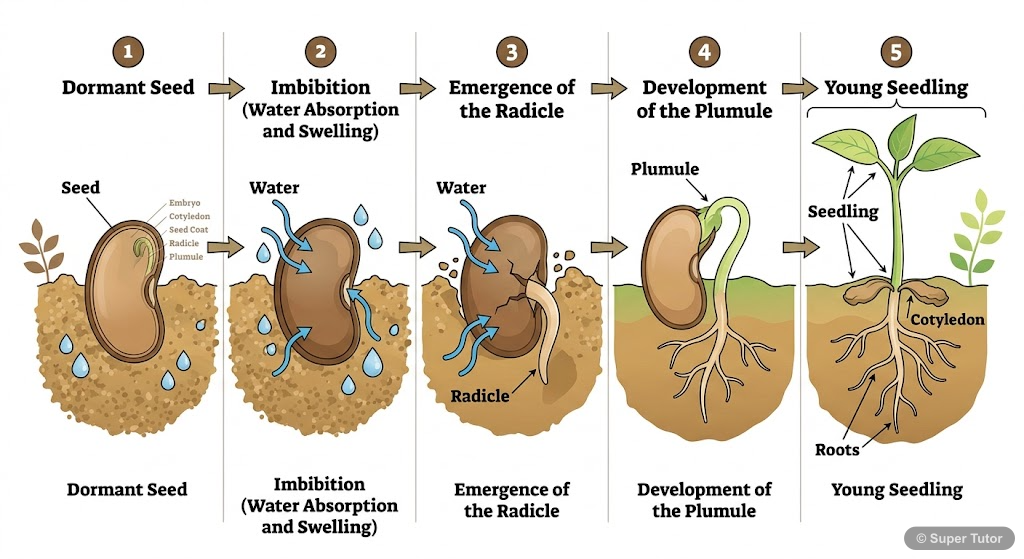 A series of diagrams showing the sequential stages of seed germination, from a dormant seed to a young seedling with developed radicle, plumule, and cotyledons.