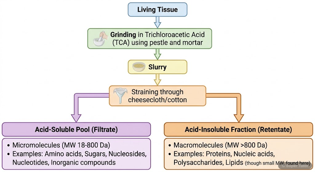 A flowchart illustrating the process of analyzing chemical composition of living tissues, showing how grinding tissue in trichloroacetic acid and straining separates components into an acid-soluble fr