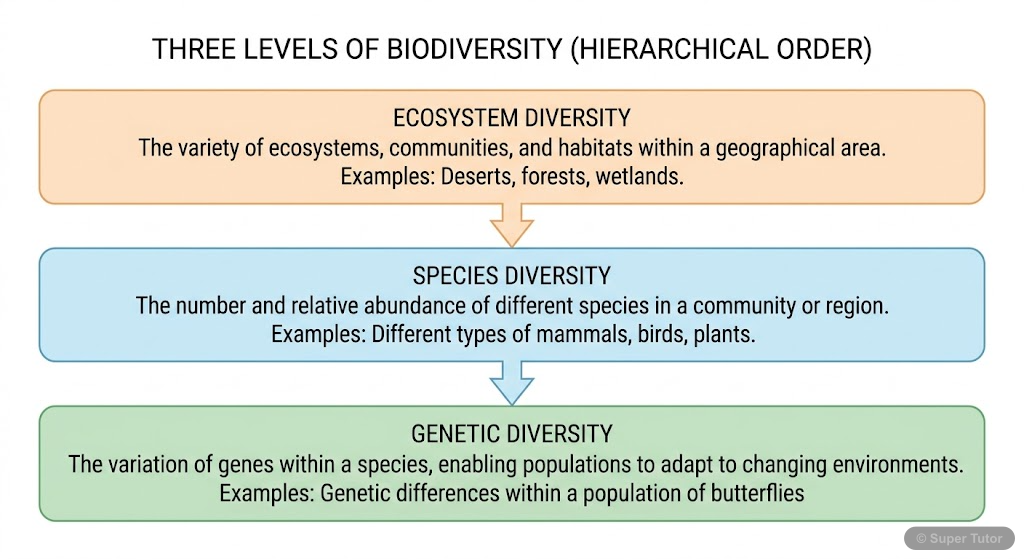 A flowchart illustrating the hierarchical organization of biodiversity, starting from genetic diversity, progressing to species diversity, and culminating in ecosystem or community diversity.