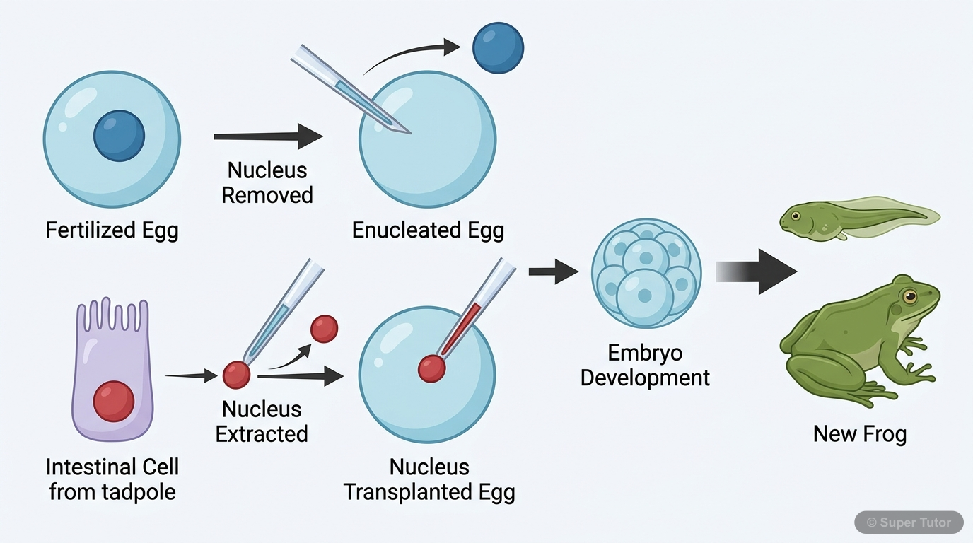 A step-by-step diagram illustrating John Gurdon's pioneering experiment of nuclear transplantation in frogs, showing the replacement of a fertilized egg's nucleus with a mature intestinal cell nucleus