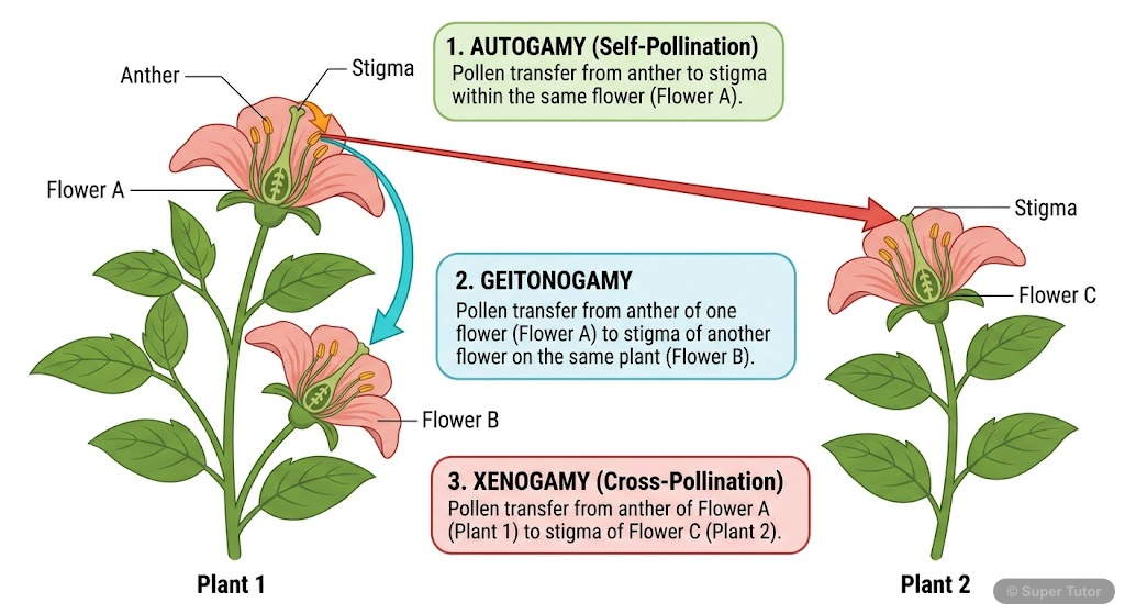 A comparative diagram illustrating the three main types of pollination: autogamy (self-pollination within the same flower), geitonogamy (pollen transfer between flowers on the same plant), and xenogam