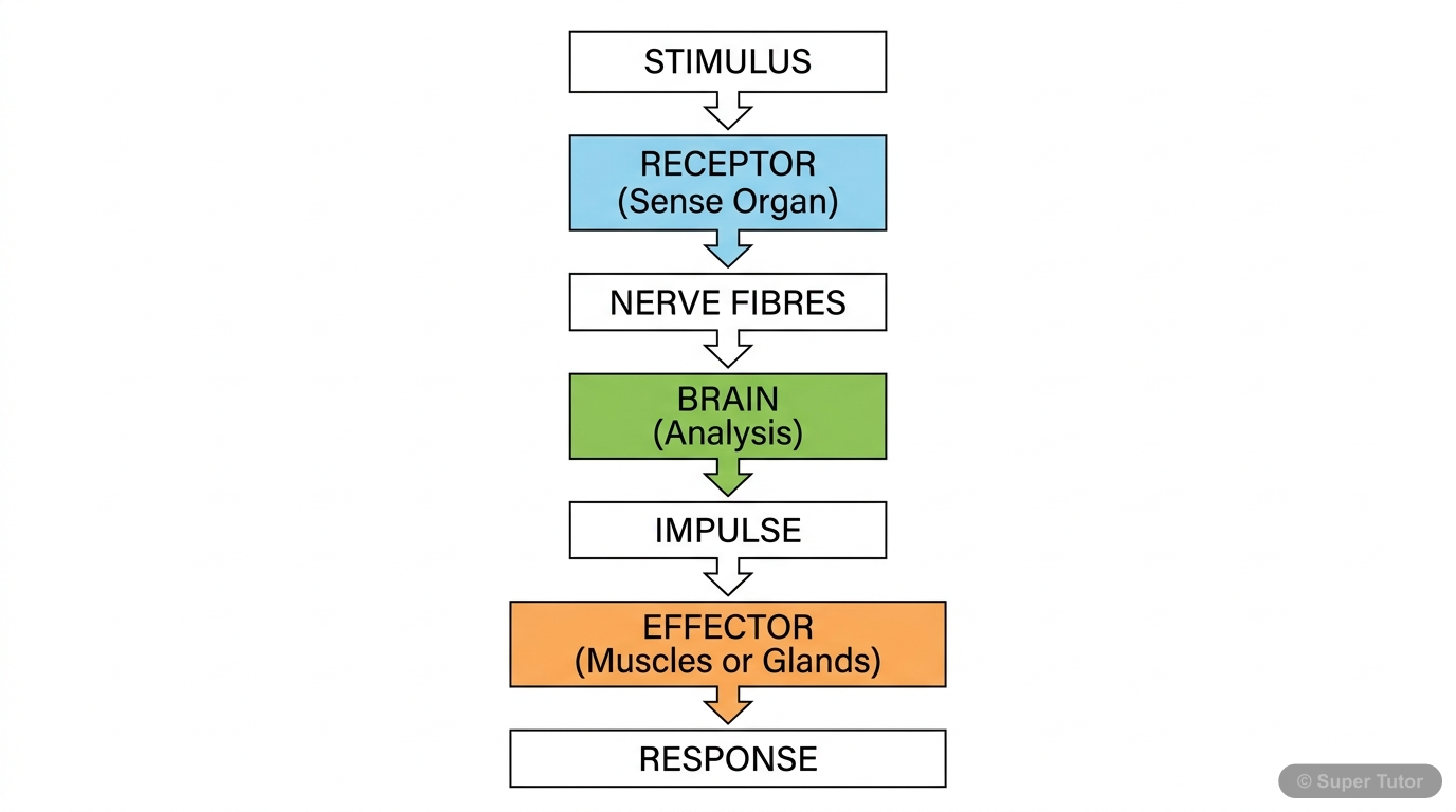 A flowchart illustrating the pathway from stimulus detection by a receptor (sense organ) to the brain's interpretation and the body's response via an effector.