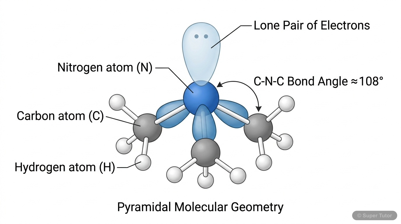 A 3D representation of an amine molecule (e.g., trimethylamine) showing the sp3 hybridized nitrogen atom, its lone pair of electrons, and the pyramidal geometry with bond angles less than 109.5 degree