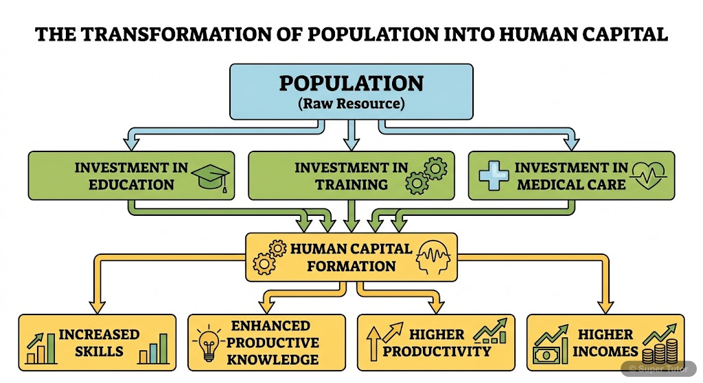 A flowchart illustrating how investment in education, training, and medical care transforms population into human capital, leading to higher productivity and income.