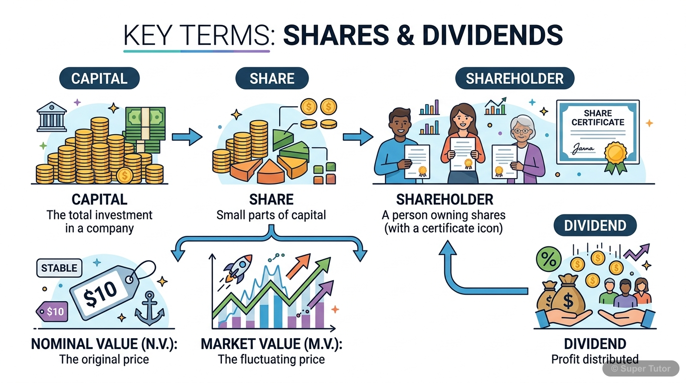 An infographic defining and illustrating key terms like Capital, Share, Shareholder, Nominal Value, Market Value, and Dividend in the context of shares and dividends.