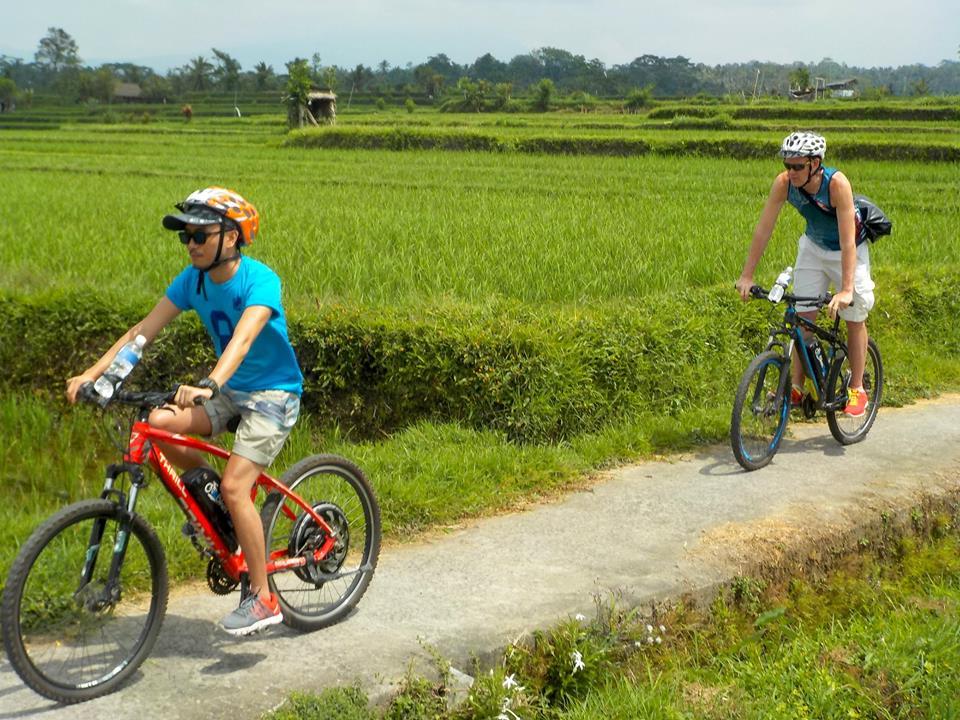 bike chopper schwinn