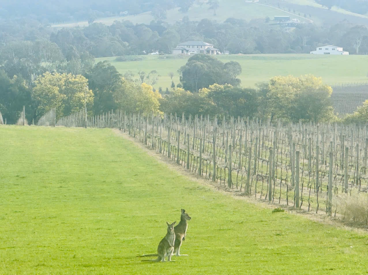 Ozzie Experience in Yarra Valley