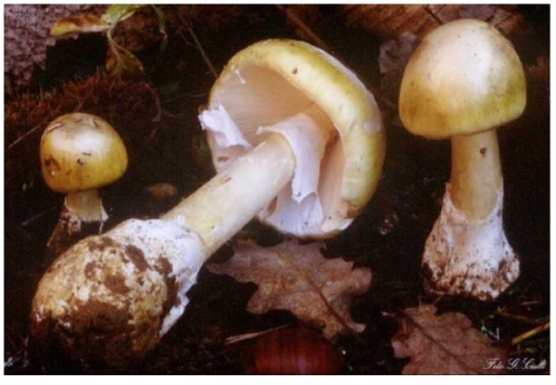 Amanita phalloides aka death cap