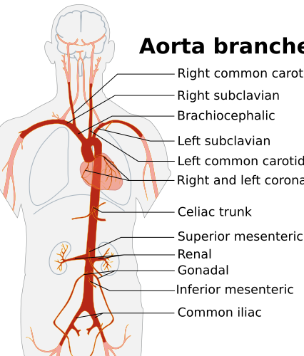 File:Aorta branches.png