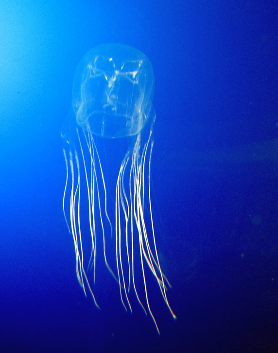 Box jellyfish envenomation WikEM