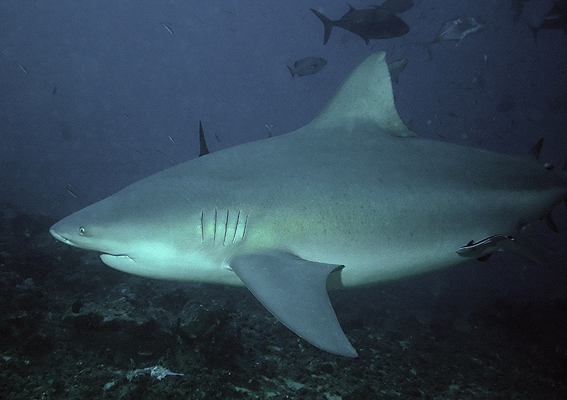 File:Bullshark Beqa Fiji 2007.jpg