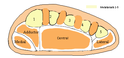 File:Compartments of the Foot.png