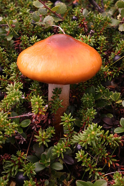 Cortinarius mushroom