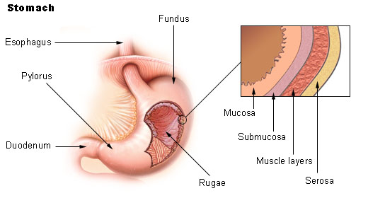 File:Illu stomach2.jpg