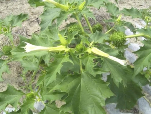 File:Jimson weed.png