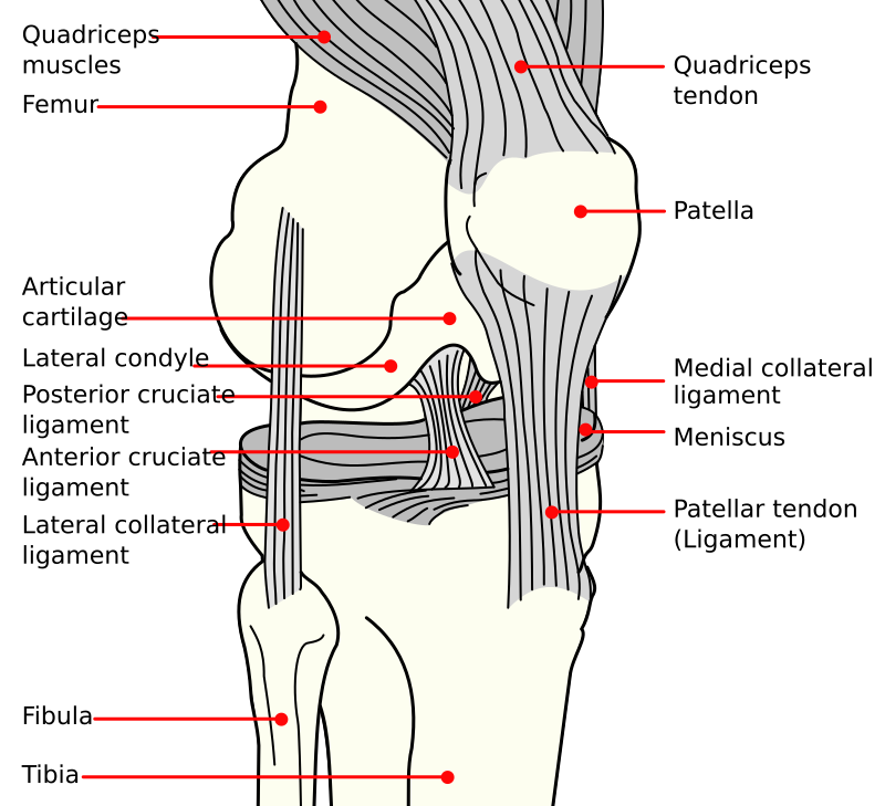 File:Knee diagram.png