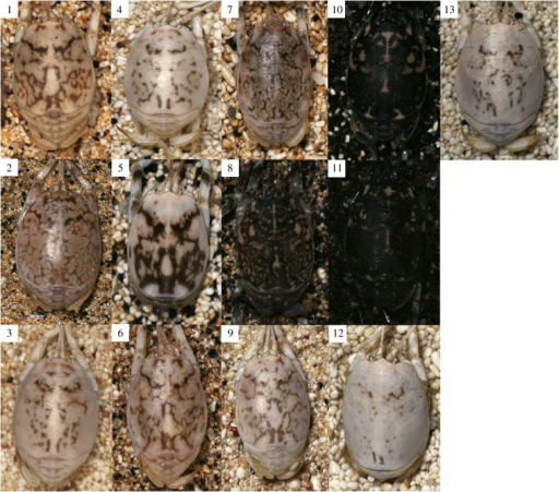 File:PMC4571681 rsbl20150494-g1.png