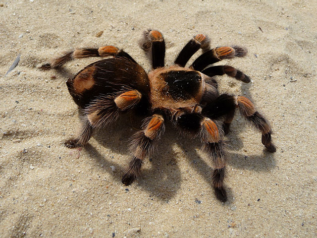 File:Tarantula640px-Brachypelma smithi 2009 G03.jpg