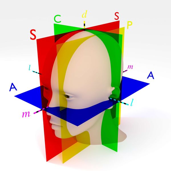 File:2048px-Human head with labeled anatomic planes.jpg