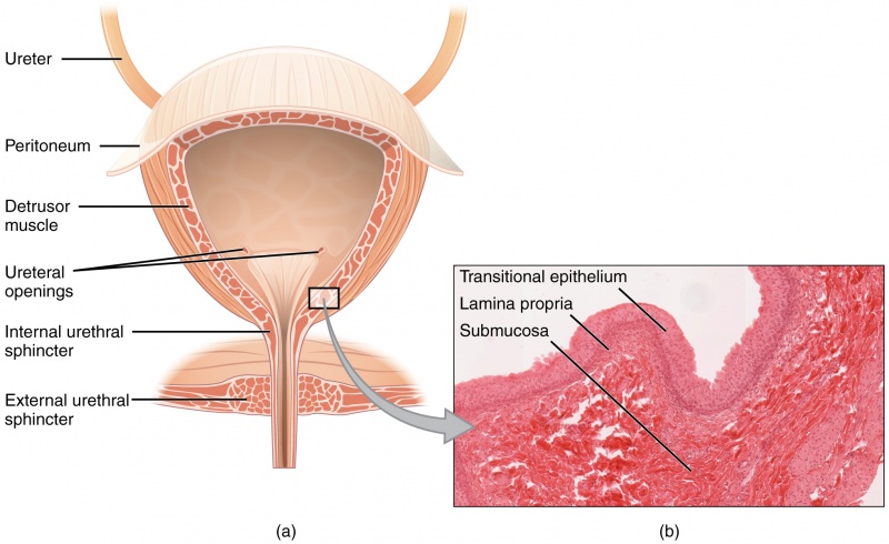 File:2605 The Bladder.jpg