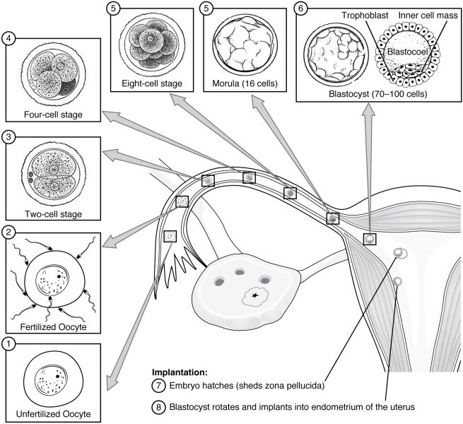 File:2904 Preembryonic Development-02.jpg