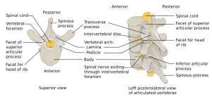 UMLS:C0012249] - Lumbar vertebrae [LI-LV] : Transverse process