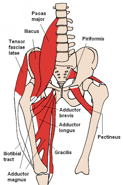 File:Anterior Hip Muscles 2.png