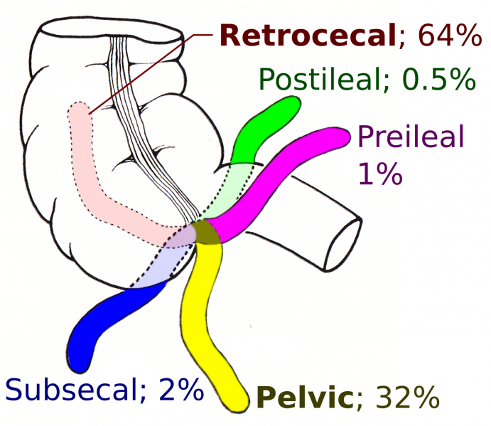File:Appendix locations.png