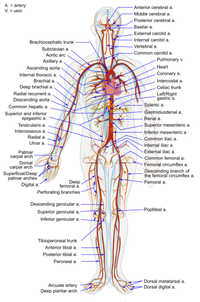 File:Arterial System en.png