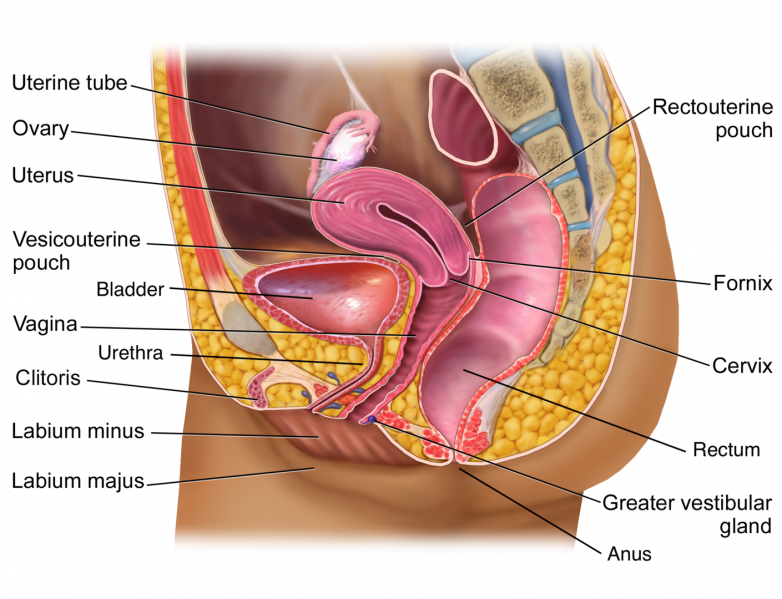 File:Blausen 0400 FemaleReproSystem 02b.png