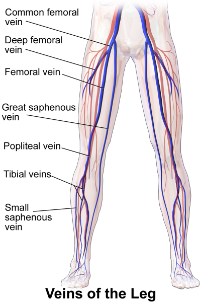 File:Blausen 0609 LegVeins.png