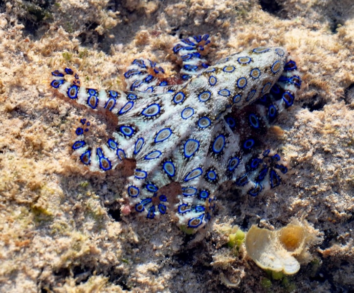 File:Blue-ringed-octopus.jpeg