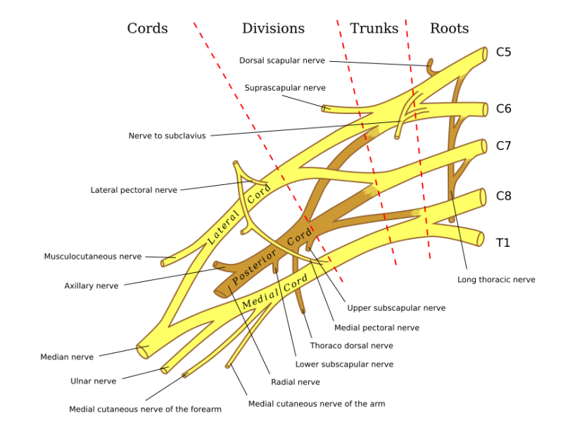 File:Brachial plexus 2.png