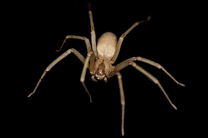 File:Brown Recluse.jpg