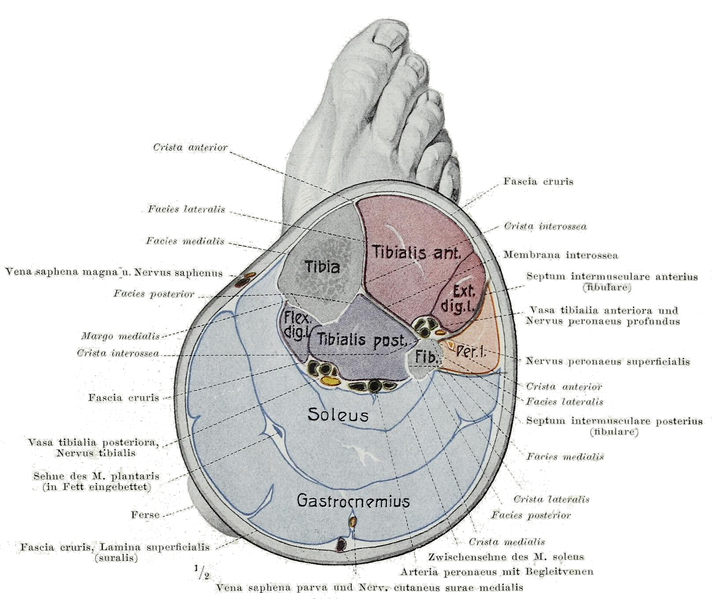 File:Compartment of Leg.png