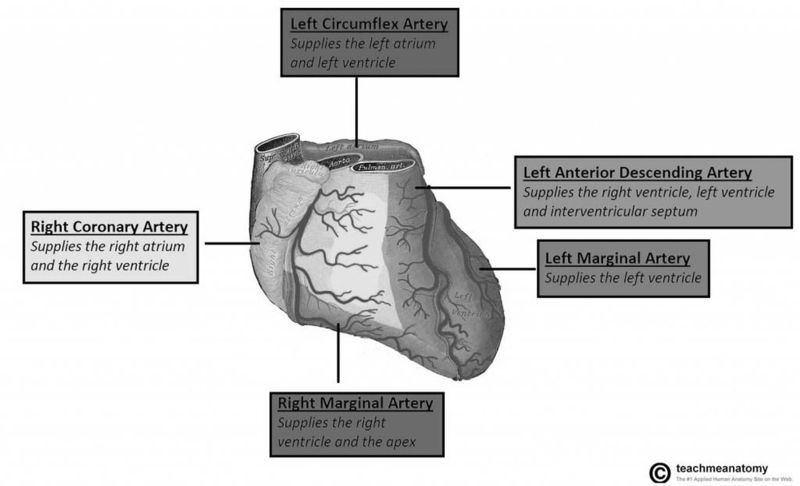 File:Coronary Artery Distribution.jpg