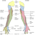 Thumbnail for version as of 22:31, 17 November 2014