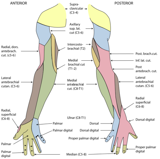 File:Cutaneous innervation of the upper limb.svg