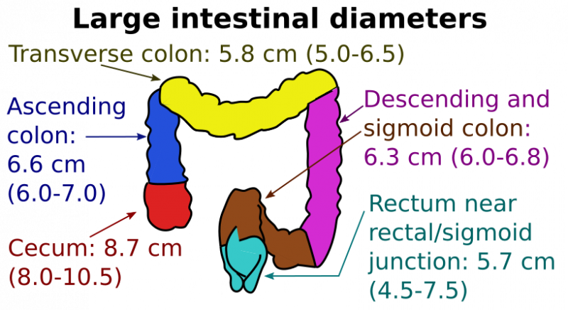 File:Diameters of the large intestine.png